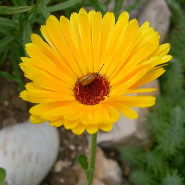 edible flower Calendula