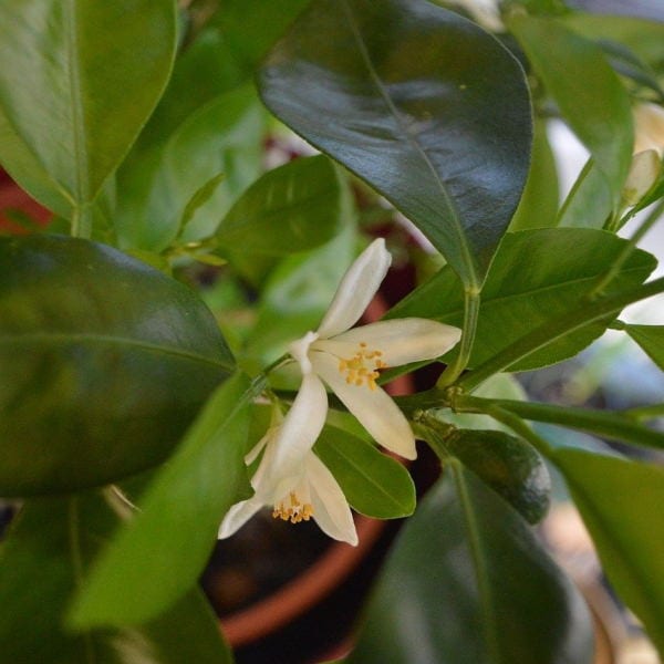 citrus blossom