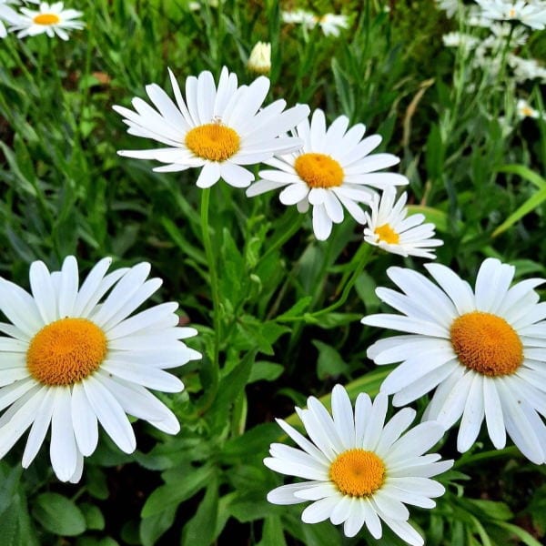 Daisies