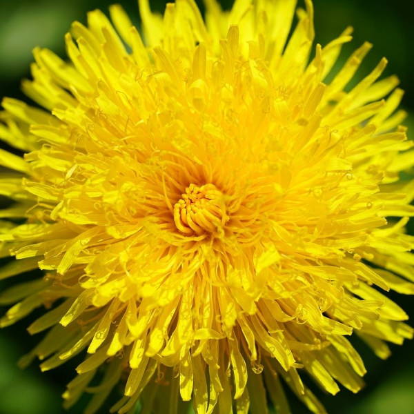 Dandelions