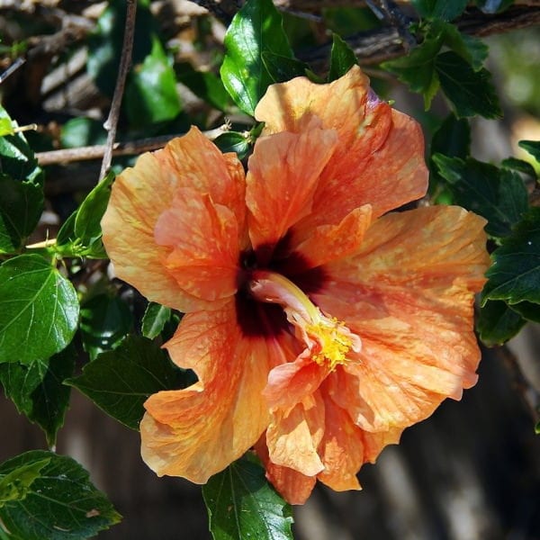 Hibiscus 