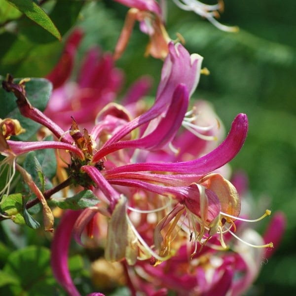 edible flowers Honeysuckle 