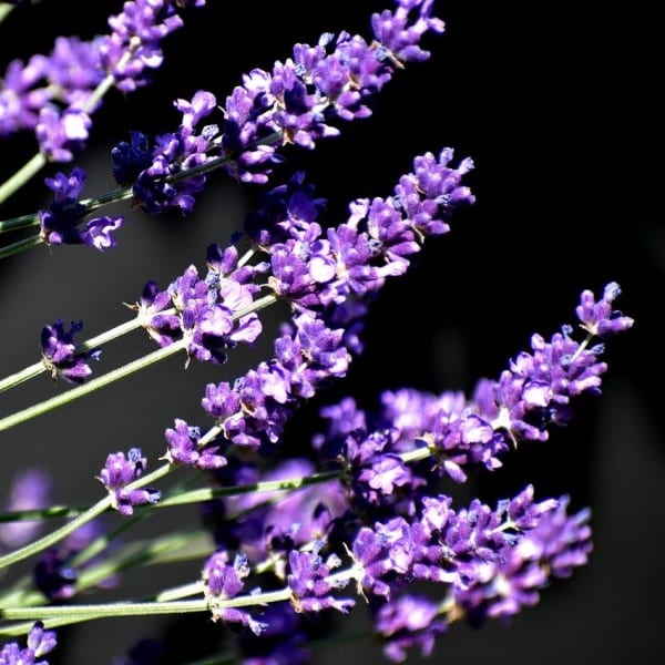 edible flowers Lavender