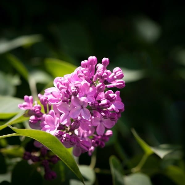 edible flowers Lilac