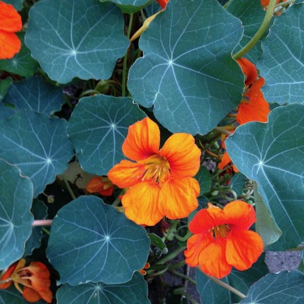 edible flowers Nasturtium