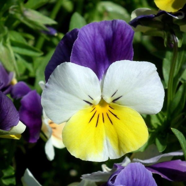 edible flowers Pansies and Violets