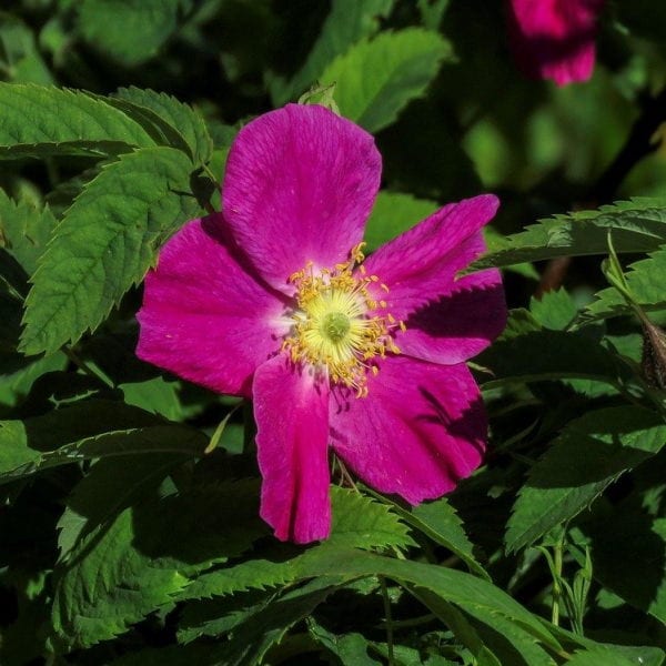 edible flowers Roses