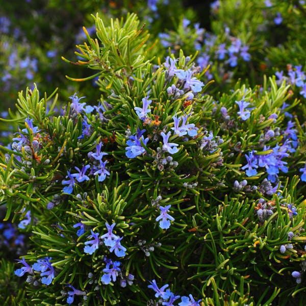 edible flowers Rosemary