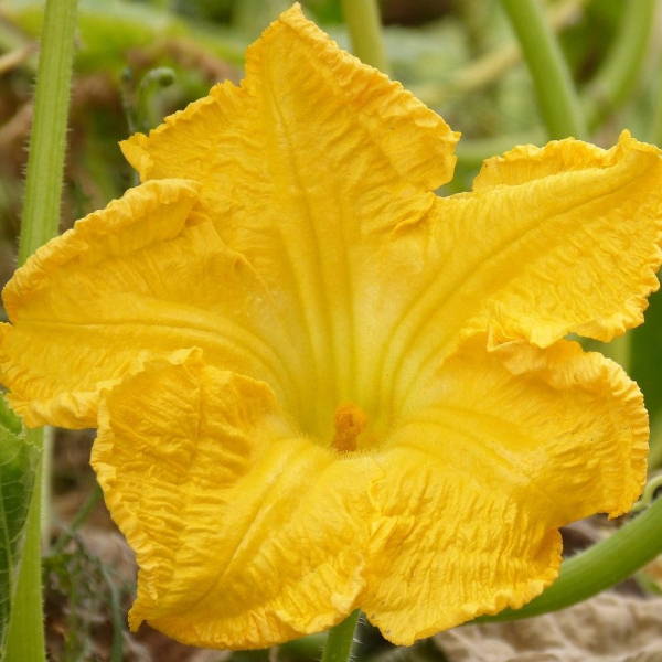 edible flowers Squash