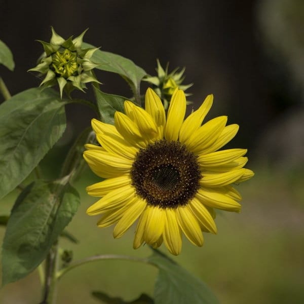 edible flowers Sunflowers