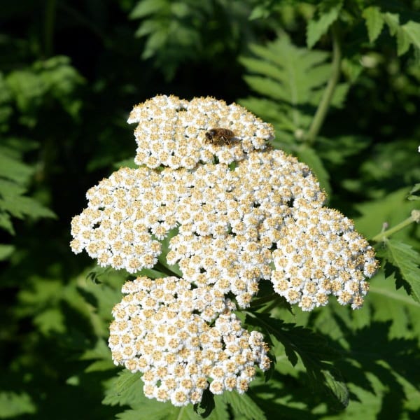 edible flowers Yarrow