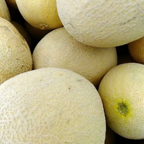 melons-cantaloupe