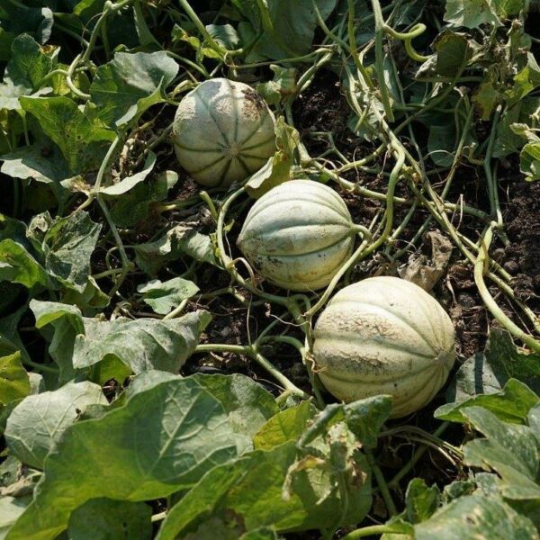 melons-cantaloupe