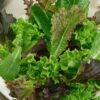Spicy Salad Mix