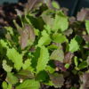 Spicy Salad Mix