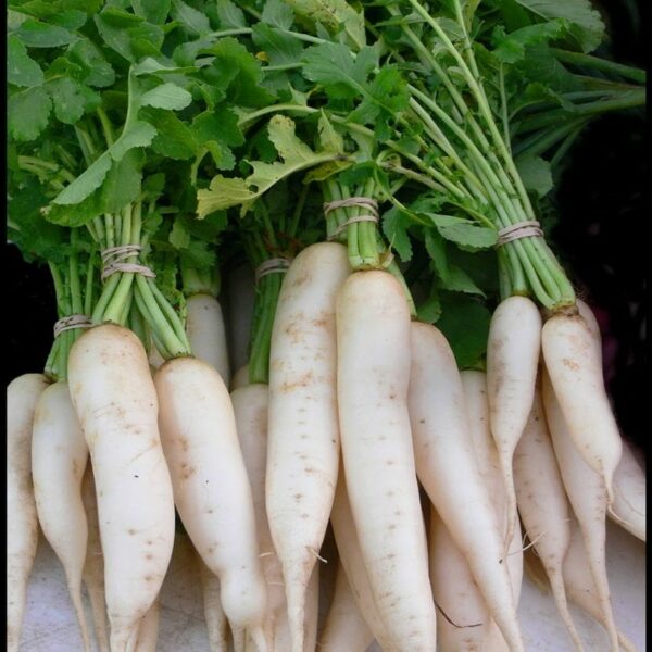 radish daikon