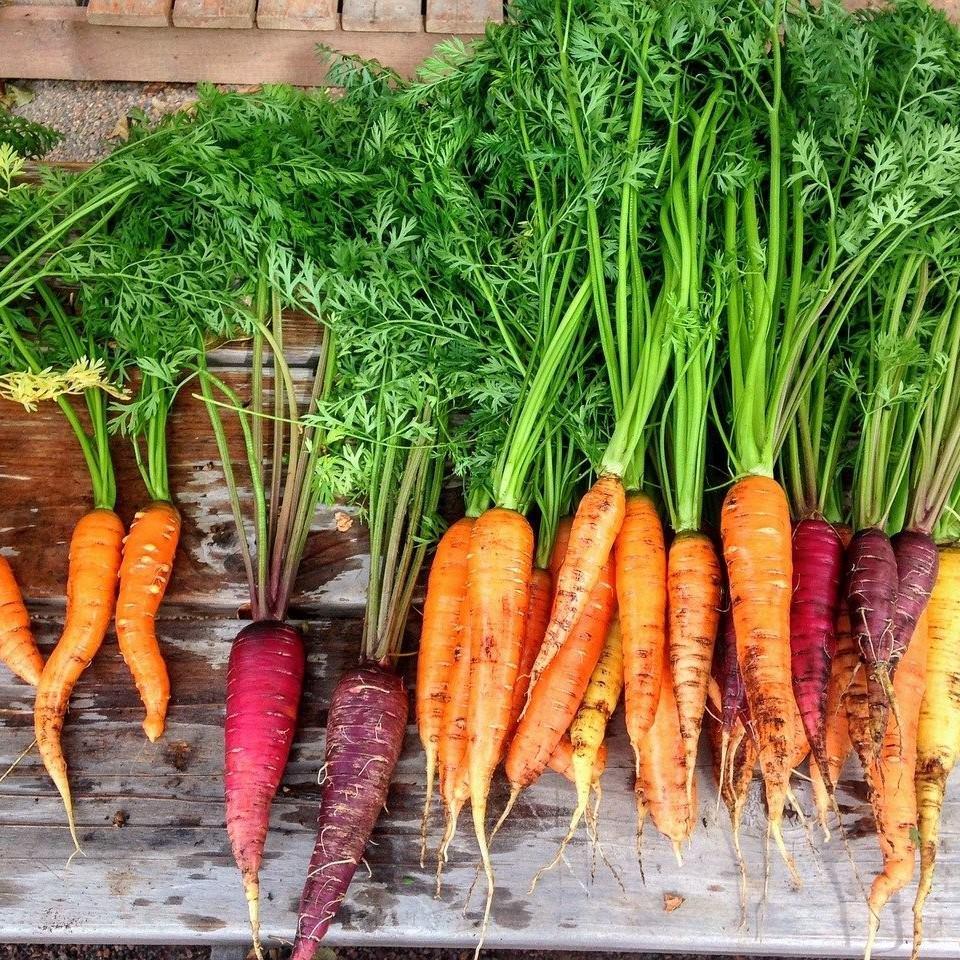 Health Facts About Carrots