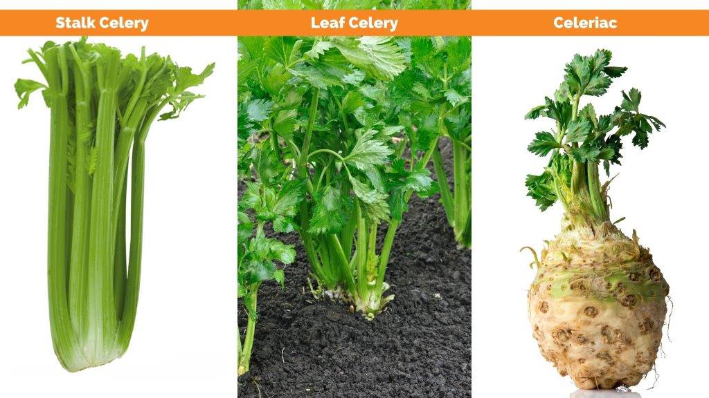 organic celery types