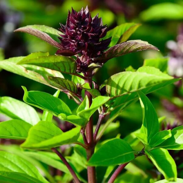 thai basil