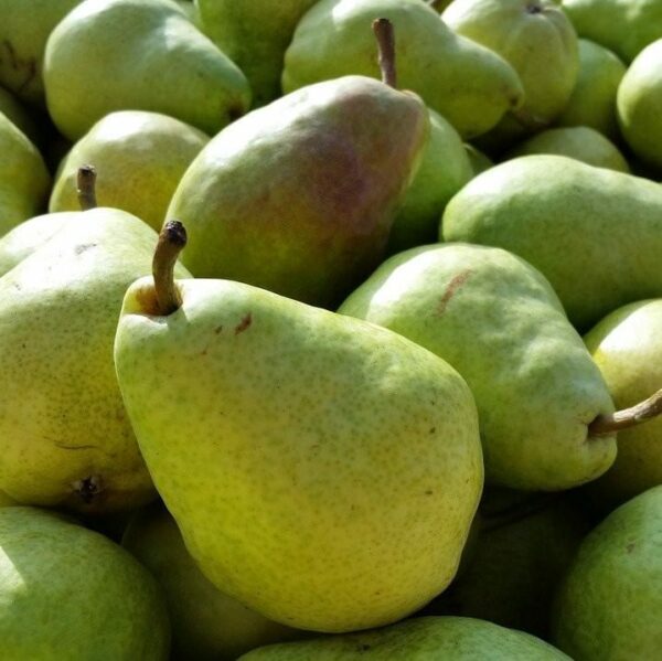 bartlett pear