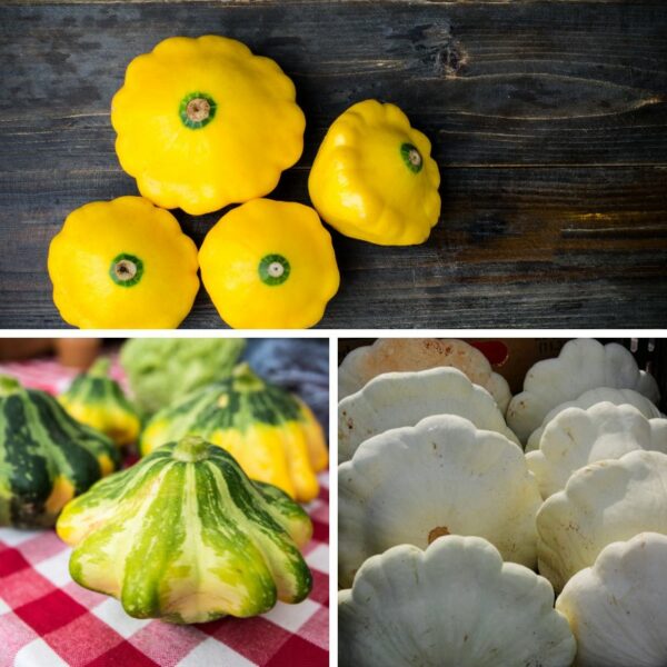 patty pan squash