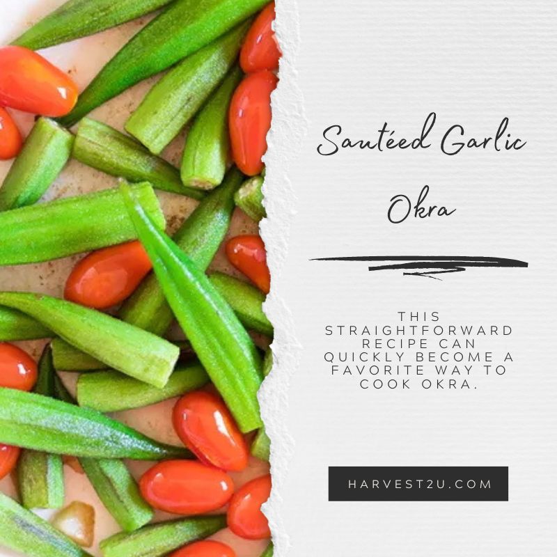 Sautéed Garlic Okra - Our Favorite Way to Cook It - Harvest2U